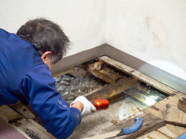 Mold Removal Process in Woodland, WA
