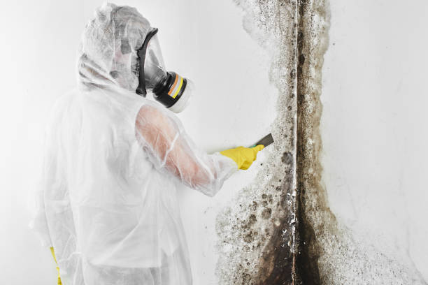 Office Mold Removal Services in Woodland, WA