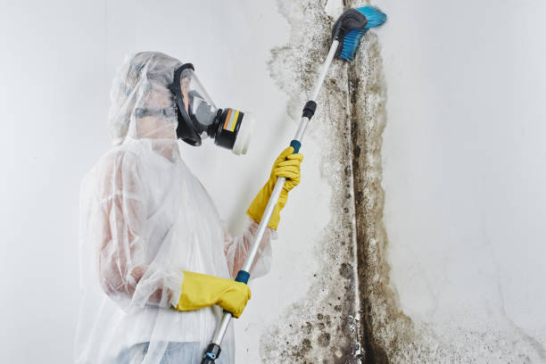 Best Emergency Mold Removal  in Woodland, WA