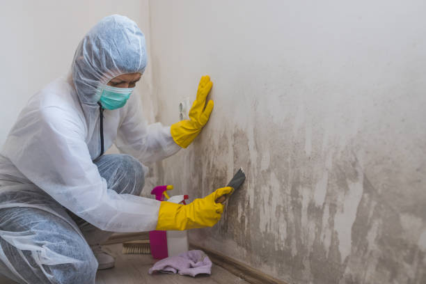 Best Office Mold Removal Services  in Woodland, WA