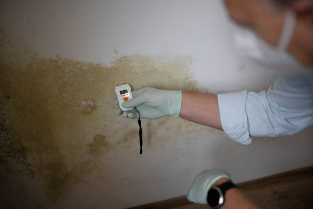 Best Office Mold Removal Services  in Woodland, WA