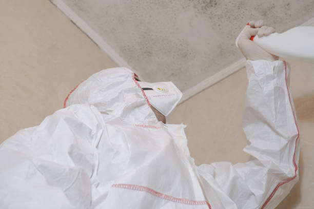 Home Mold Removal in Woodland, WA