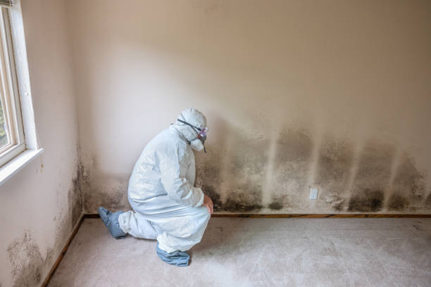 Best Professional Mold Removal  in Woodland, WA
