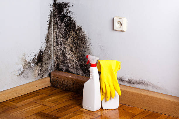 Trusted Woodland, WA Mold Removal Experts