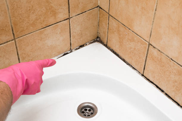 Best Mold Removal Near Me  in Woodland, WA
