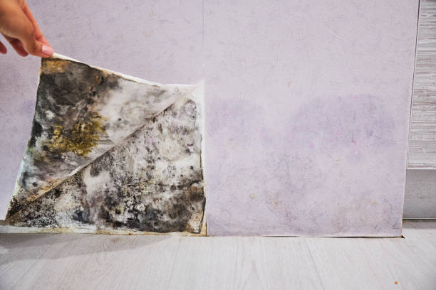 Mold Testing and Removal in Woodland, WA